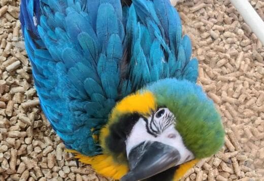 Young and tamed beautiful macaws for sale