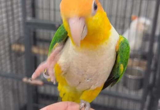 Tamed Caique parrots for sale