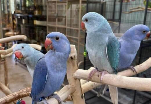 Beautiful and tamed Indian Ringneck