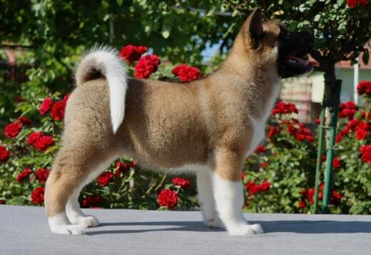 American Akita Puppies