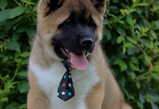 American Akita Puppies