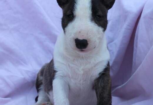 Mini Bull Terrier – Beautiful Puppies