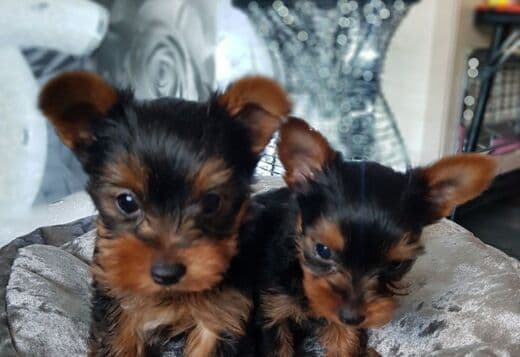 Healthy, sweet and loving baby YORKIE PUPPIES