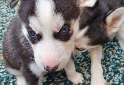 Trained Husky Puppies (Boy and Girl)