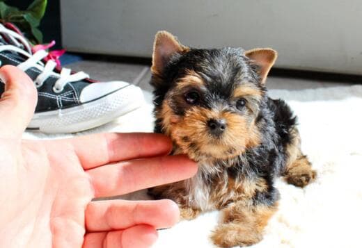 Gorgeous Tiny Yorkie Puppies