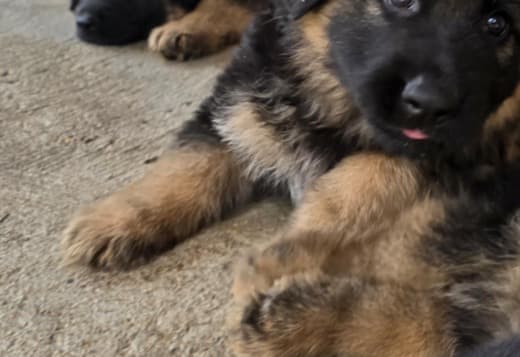 Long-Haired German Shepherd Puppies