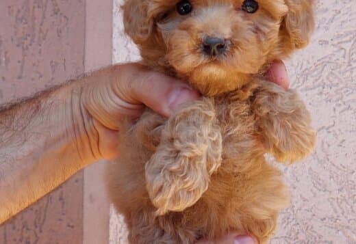 Dwarf and Toy Poodle Puppies
