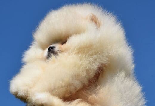Pomeranian Boo Puppies