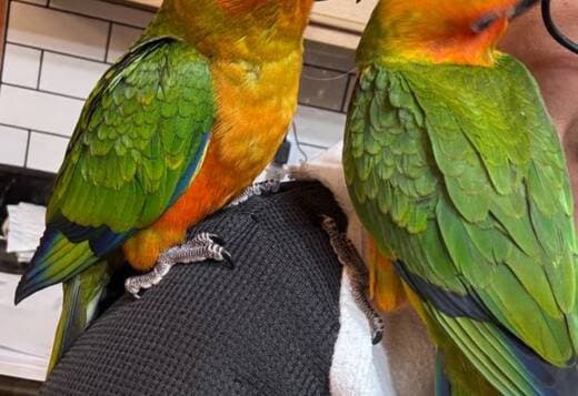 Two Sun Conures for sale