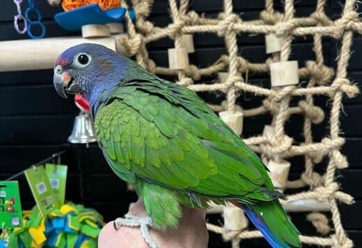 Tamed and beautiful Pionus parrots for ready for new homes