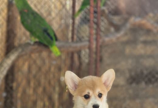 Welsh Corgi Pembroke – Beautiful Puppies