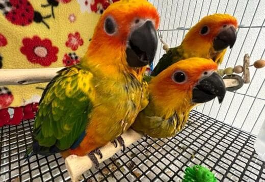 conure parrots available for new homes