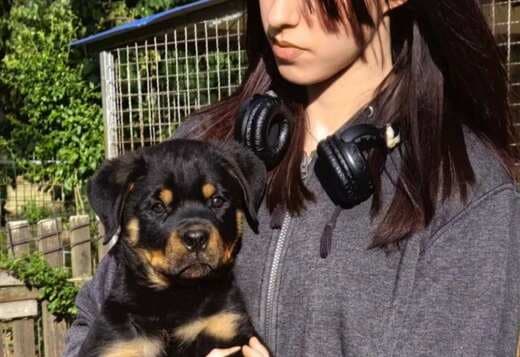Rottweiler puppies for sale