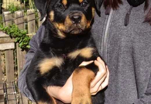 Rottweiler puppies for sale