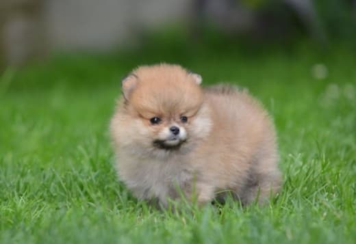 Pomeranian Spitz puppies