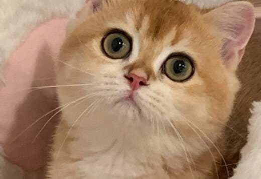 British shorthair kitten