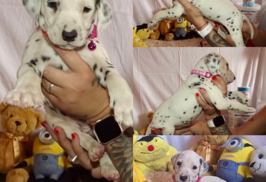 Dalmatian FCI pedigree