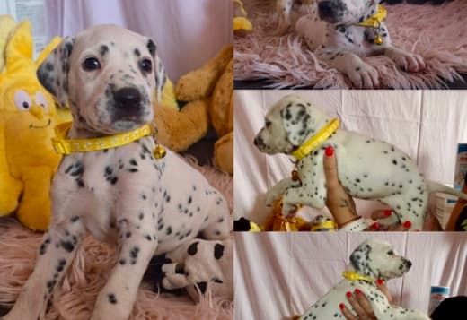 Dalmatian FCI pedigree