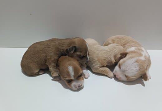 Havanese Bichon puppies