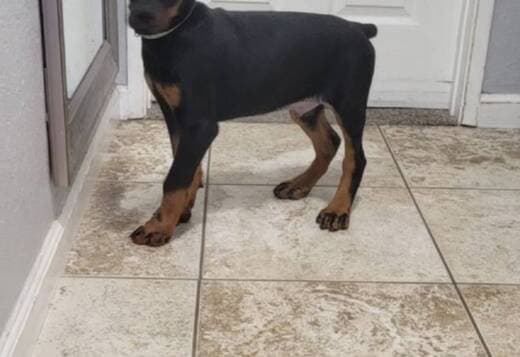 Euro doberman puppy