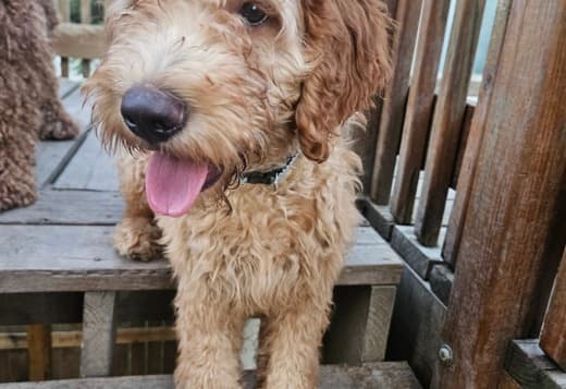 REDUCED PRICE! BEAUTIFUL GOLDENDOODLE PUPPIES!!