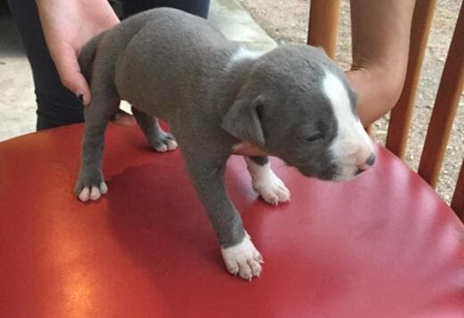Gorgeous Pitbull Puppies