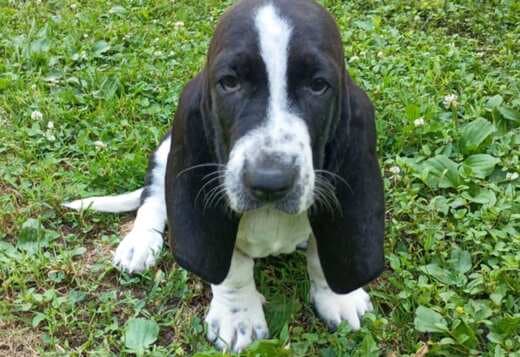 Basset Hound