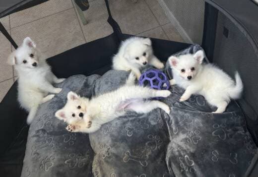 American Eskimo Puppies