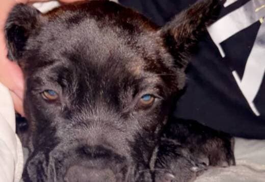 Cane corso rare dark brindle