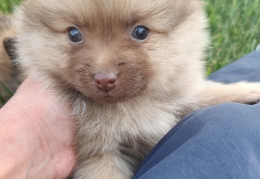 Pomeranian puppies