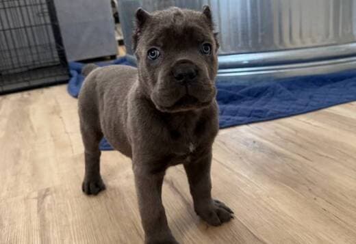 Rehome Cane Corso