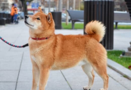 Shiba Inu puppies