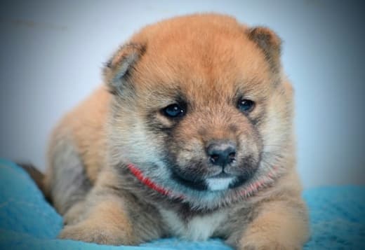 Shiba Inu puppies
