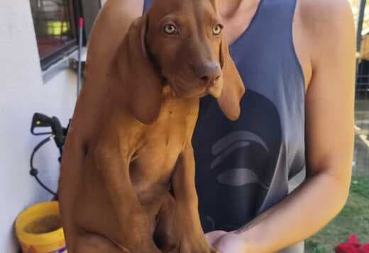 Hungarian Shorthaired Vizsla – Puppies