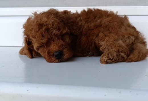 Toy Red Poodle – Beautiful Puppies for Sale