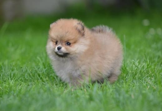Pomeranian Spitz – Beautiful Puppies