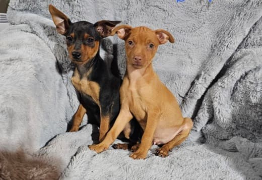 Min Pin and Chipin Puppies!!