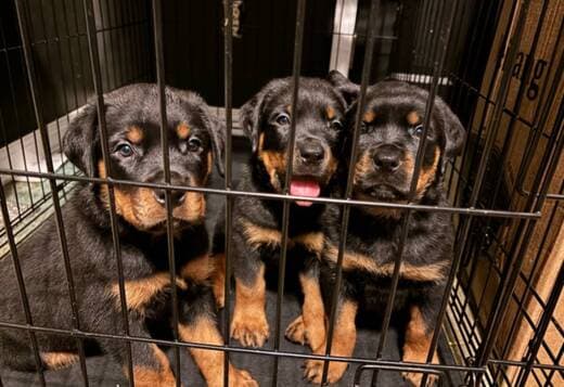 Purebred German Rottweiler Puppies
