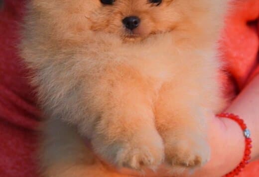Pomeranian Spitz puppies
