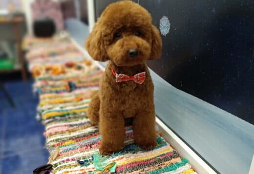 Red Poodle – Puppies for Sale