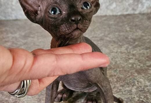 Purebred Elf Sphynx kittens