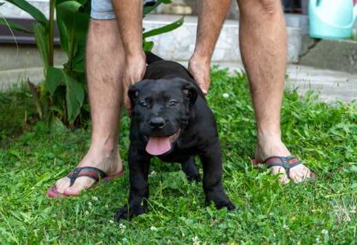 South African Mastiff – Boerboel Puppies