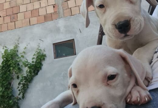 Dogo Argentino – Beautiful Puppies