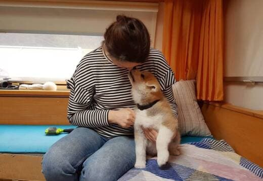 CKC Reg Pubred Akita Inu Puppies
