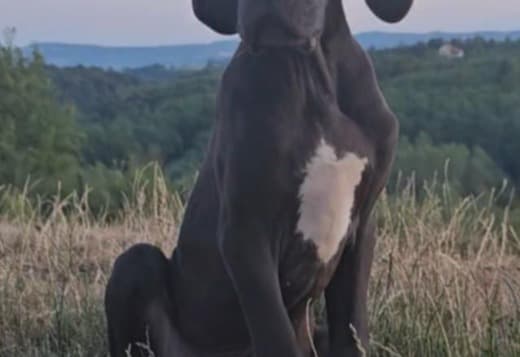 Great Dane – Beautiful Puppies