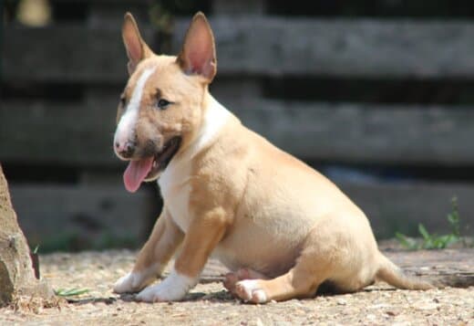 Miniature Bull Terrier puppies