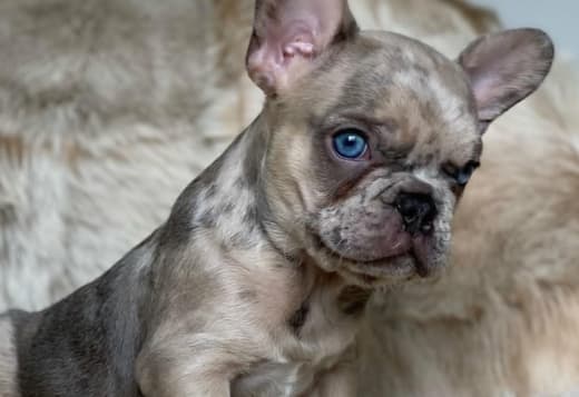 French Bulldog