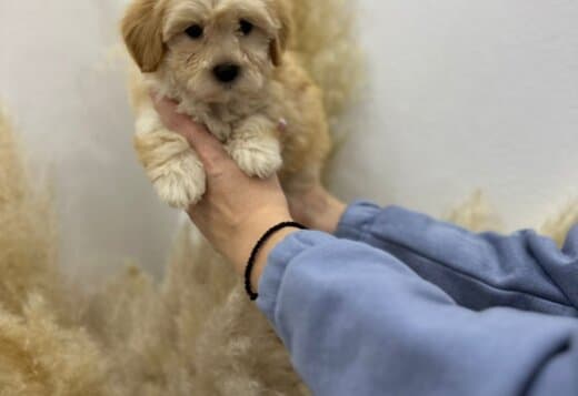 Maltipoo puppies for sale