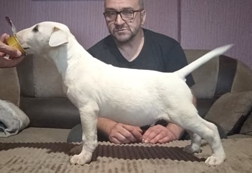 Bull terrier puppies for sale
