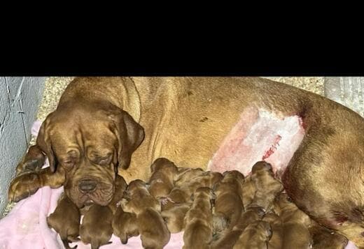 Dogue de Bordeaux puppies
